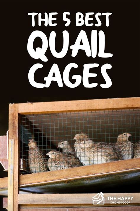 5 Best Quail Cages That Make Raising Quail Easy